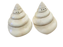 Shell Salt and Pepper Shaker